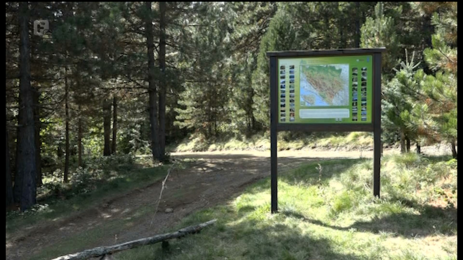 Šume su u sve težem stanju zbog ukorijenjene korupcije